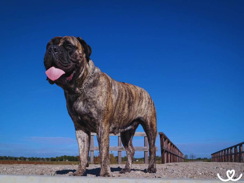 Psi-plemeno-bullmastiff (2)